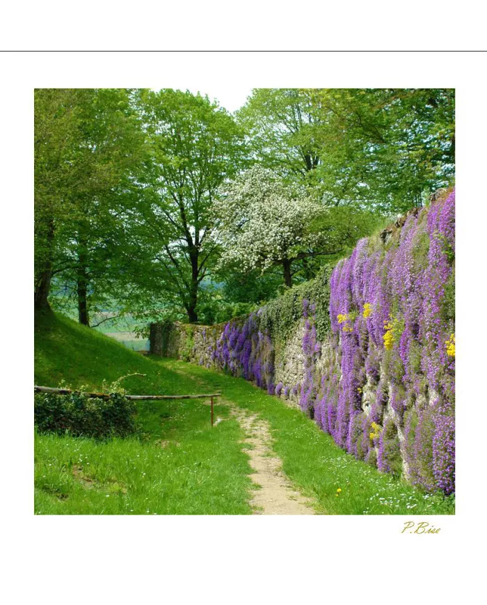 Cartes Ambiance C15 - 351-001