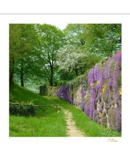 Cartes Ambiance C15 - 351-001