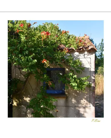 Cartes Ambiance C15 - 2918-001