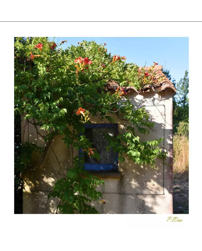 Cartes Ambiance C15 - 2918-001