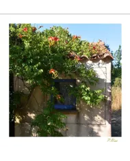 Cartes Ambiance C15 - 2918-001