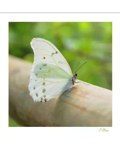 Cartes Papillons - 560-005