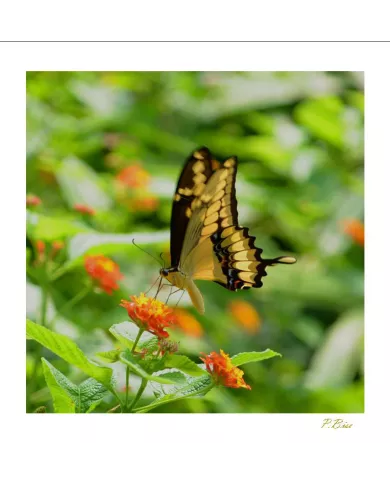 Cartes Papillons - 599-005