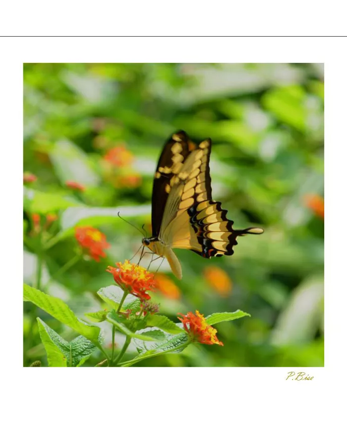 Cartes Papillons - 599-005