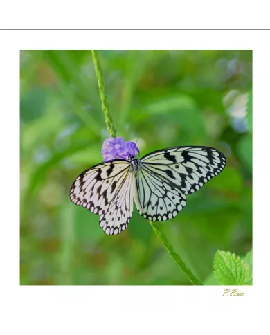 Cartes Papillons - 653-005