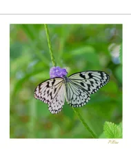 Cartes Papillons - 760-005