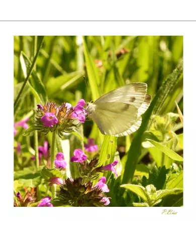 Cartes Papillons - 760-005