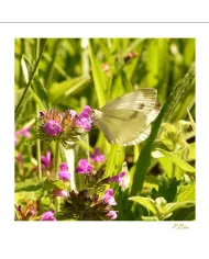 Cartes Papillons - 760-005