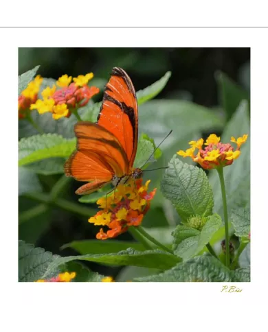 Cartes Papillons - 843-005