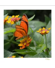 Cartes Papillons - 760-005