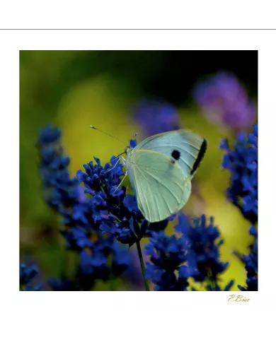 Cartes Papillons - 2027-005