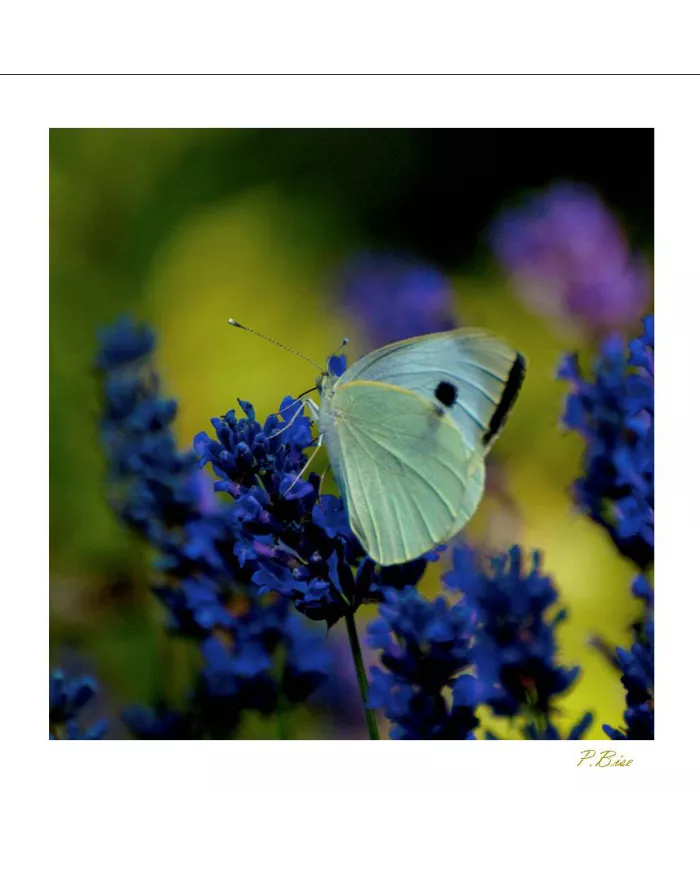 Cartes Papillons - 2027-005