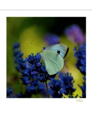 Cartes Papillons - 2060-005