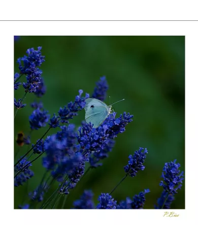 Cartes Papillons - 2060-005
