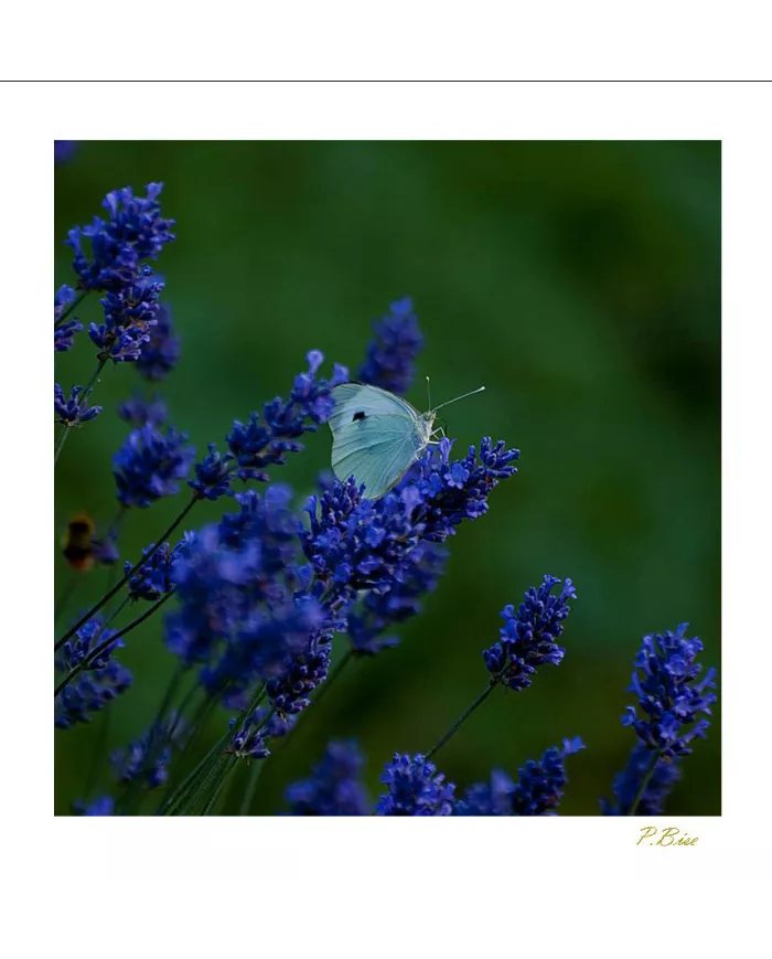 Cartes Papillons - 2060-005