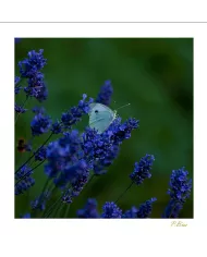 Cartes Papillons - 444-005