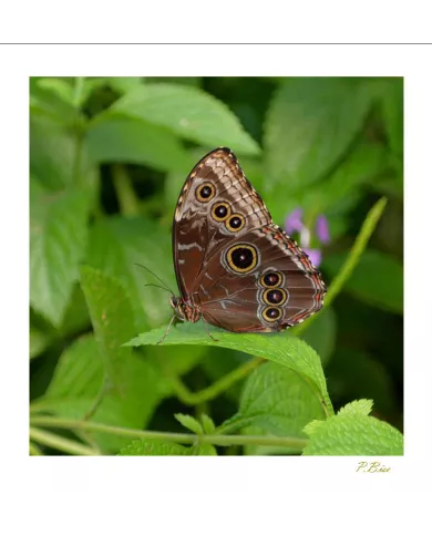 Cartes Papillons - 444-005