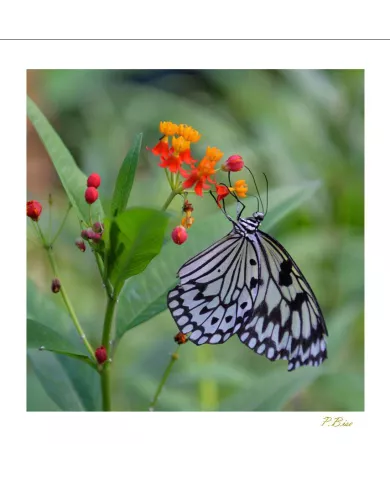 Cartes Papillons - 531-005