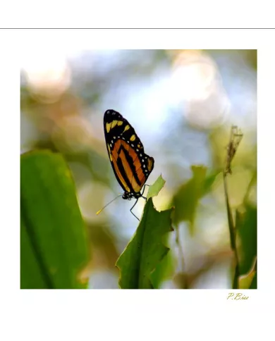 Cartes Papillons - 809-005