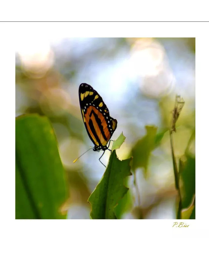 Cartes Papillons - 809-005