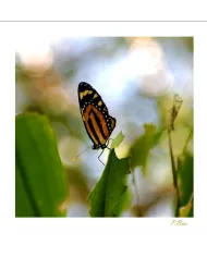 Cartes Papillons - 2029-005