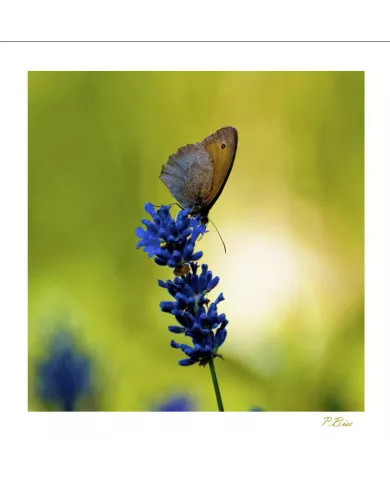 Cartes Papillons - 2029-005