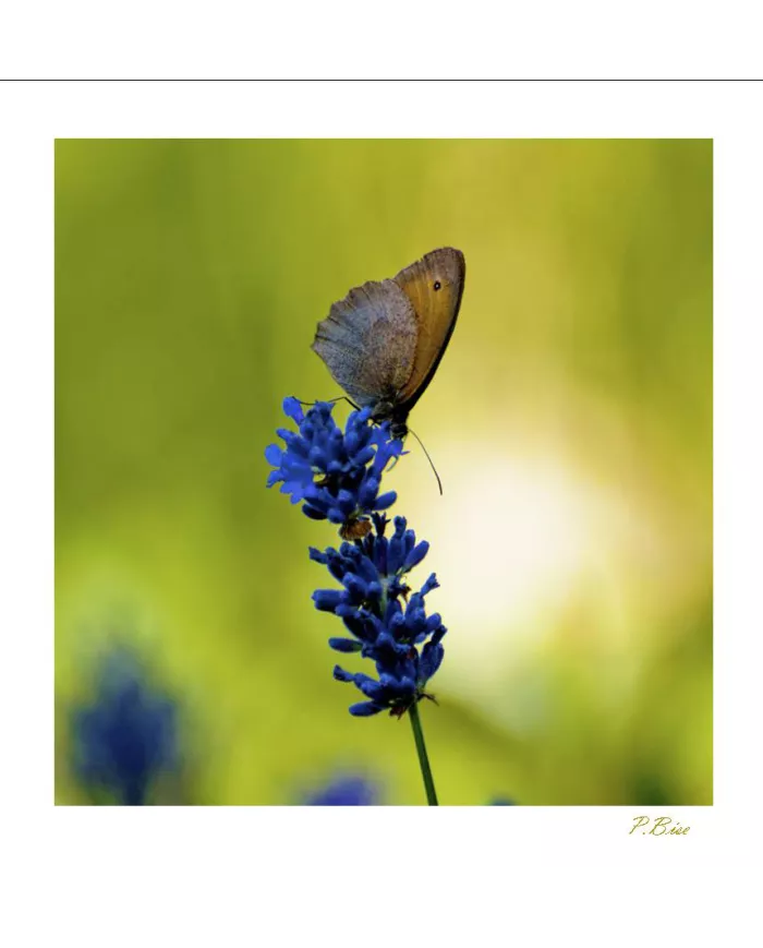 Cartes Papillons - 2029-005