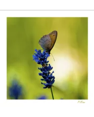 Cartes Papillons - 2029-005