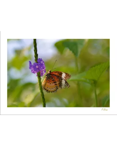 Cartes Papillons - 871-005