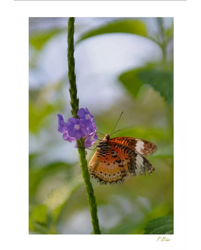 Cartes Papillons - 871-005