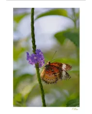 Cartes Papillons - 2029-005