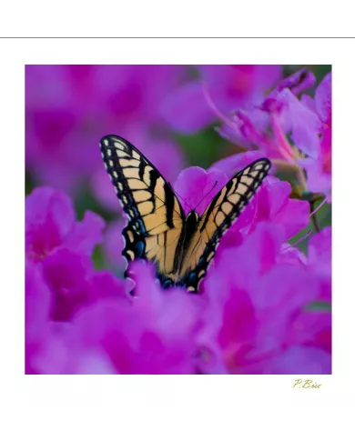 Cartes Papillons - 890-005