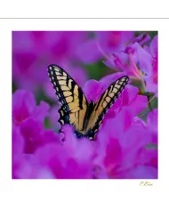 Cartes Papillons - 1016-005