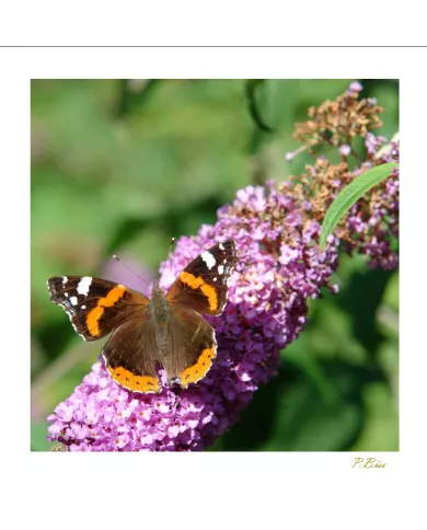 Cartes Papillons - 1016-005