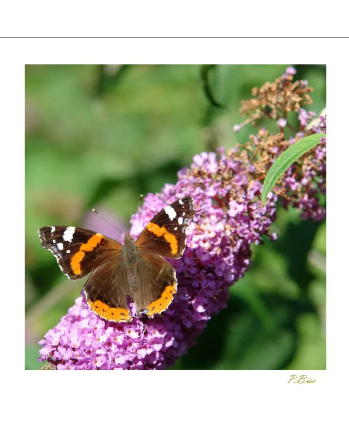 Cartes Papillons - 1016-005
