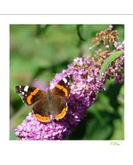 Cartes Papillons - 1016-005