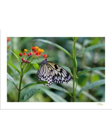 Cartes Papillons - 525-005