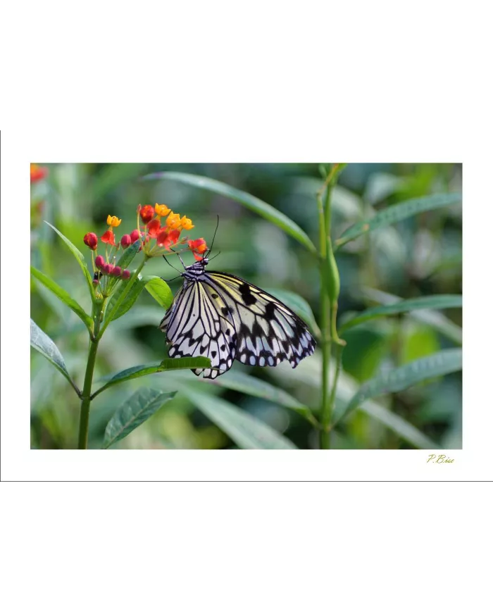 Cartes Papillons - 525-005