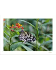 Cartes Papillons - 1016-005