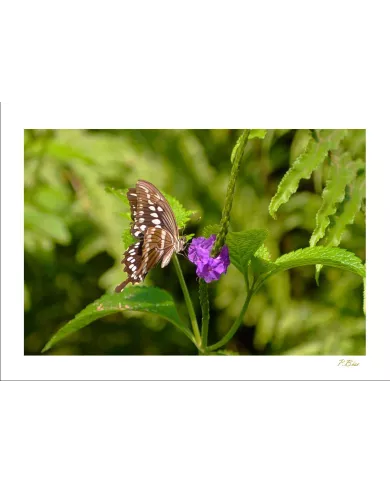 Cartes Papillons - 819-005