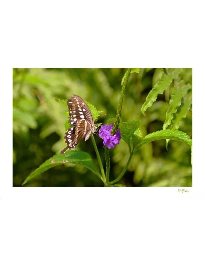Cartes Papillons - 819-005