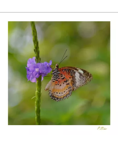 Cartes Papillons C15 - 931-005