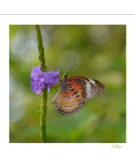 Cartes Papillons C15 - 931-005