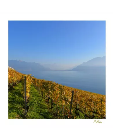 Cartes Lavaux - 1049-42