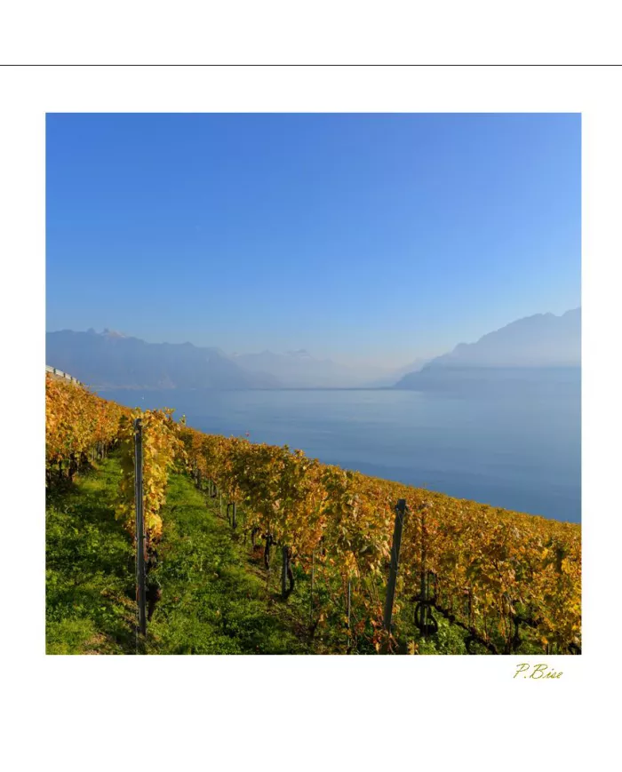 Cartes Lavaux - 1049-42