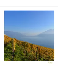 Cartes Lavaux - 1049-42