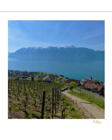 Cartes Lavaux - 1262-40