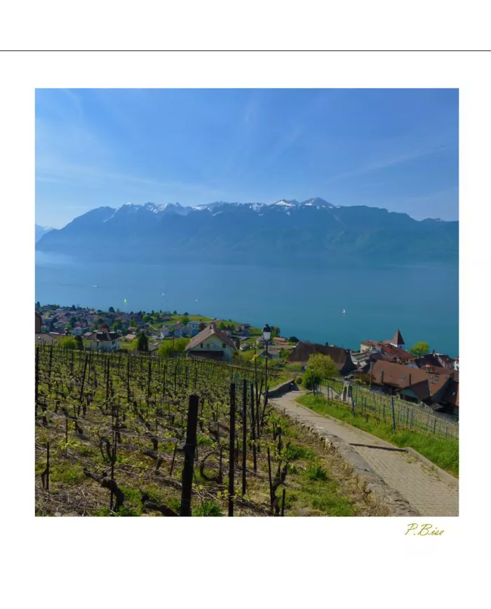 Cartes Lavaux - 1262-40