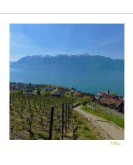 Cartes Lavaux - 1258-40