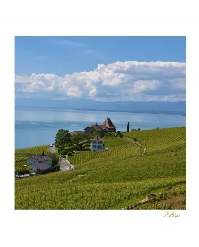 Cartes Lavaux - 1363-41